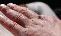 Erzincan'da kene sezonu açıldı