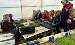 Erzincan'da seralarda fide denetimi sürüyor