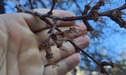 Erzincan'da soğuk şok: Kayısı çiçekleri karardı