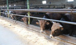 Eskişehir'de kurbanlıklar tükenmeye başladı