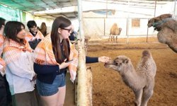 Estonyalı öğrenciler deve çiftliğini gezdi