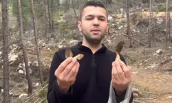 Feke'de kuzu göbeği bereketi