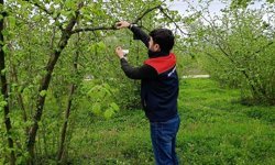 Fındık bahçelerinde takip başladı