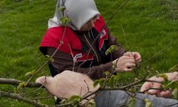 Fındık üreticilerine 'kozalak akarı' ve 'külleme' uyarısı