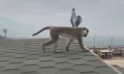 Firari maymun Denizli turuna çıktı