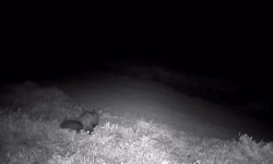 Ganos Dağları'nda fotokapana sansar takıldı