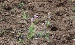 Gediz MYO kampüsünde sürpriz 'Ters Lale'