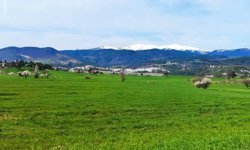 Gediz'de bahar aylarının getirdiği güzellik büyülüyor