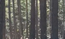 Geyik sürüsü amatör kameraya yansıdı