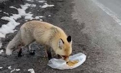 Gezen tilki nasibini buldu