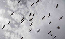 Göç yolculuğunu tamamlayan leylekler, martılarla aynı alanda buluştu