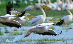 Göç yolundaki pelikan sürüsünün Bursa molası