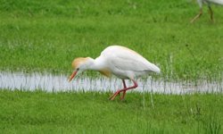 Göçmen kuşlar Muş Ovası'nı süsledi