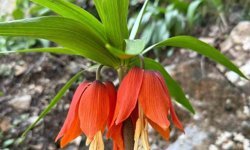 Hakkari'de ters laleler çiçek açtı