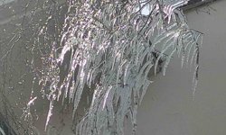 Hava sıcaklığı eksi 10'a düştü, ağaç dalları dondu