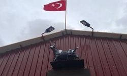 Heykeli gerçek sanıp kaçtı: Tosunun şaşkınlığı sosyal medyada gündem oldu