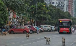 Hindistan'da 62 milyon sokak köpeği, sokakları işgal ediyor