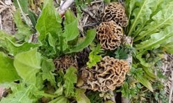 Hisarcık'ta kuzugöbeği sezonu açıldı