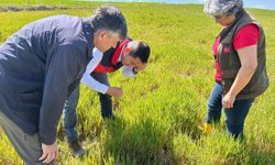 Hububat ta görülen süne ve diğer zararlılara karşı kontroller başladı