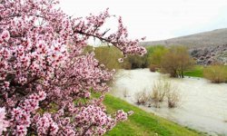 Hurman Çayı çevresinde yabani bademler pembe çiçek açtı