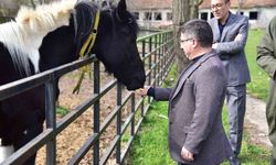 İlk tüp tay Balat 2 yaşında