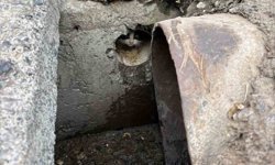 İskenderun'da rögar borusuna düşen yavru kediler kurtarıldı