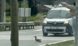 İstanbul'da ördeklerin güvenli geçişi için trafik durduruldu