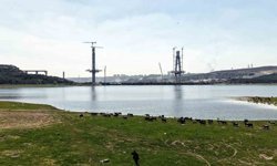 İstanbul'un yeni yüzü; köprü yükselirken keçiler merada