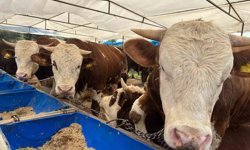 İzmir'de kurban pazarları kurulmaya başladı