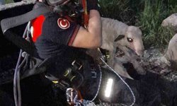 İzmir'de kuyuya düşen kuzuya itfaiyeden nefes kesen kurtarma