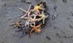 İzmit Körfezi'nden 1,8 milyon metreküp çamur çıkarıldı, deniz canlıları geri döndü