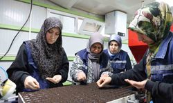 Jeotermal tesiste üretilen çiçekler, kentin renklenmesinde önemli rol alıyor