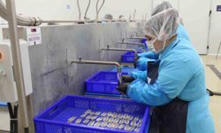 Kadın emeğiyle yükselen değer: Sinop lakerdası markalaşma yolunda