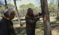 Kahramanmaraş'ta orman zararlılarına karşı mücadele sahada incelendi