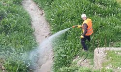 Kahta Belediyesi'nden haşerelere karşı yoğun mücadele