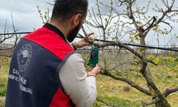 Kahverengi kokarca için tuzak takip çalışması