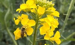 Kanola ilaçlamasında arıların korunması çağrısı