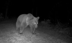 Karabük'te boz ayılar fotokapanla görüntülendi