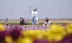 Karaman'da lale tarlasına ziyaretçi akını: 2 günde 30 bin kişi gezdi