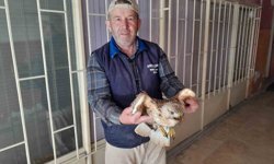 Karapınar'da yaralı kızıl şahin tedavi altına alındı