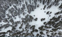 Kars'ta sarıçam ormanları beyaza büründü, tarım arazileri kar altında