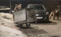 Kars'ta yerleşim bölgesine inen bozayılar çöpte yiyecek ararken görüntülendi