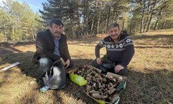 Kastamonu ormanlarında kuzugöbeği mantarı bolluğu