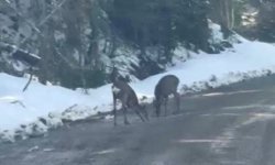 Kastamonu'da karacalar su içerken görüntülendi