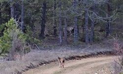 Kastamonu'da ormanda dolaşan vaşak görüntülendi