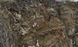 Kayalıklardaki sürüye cansiparane kurtarma