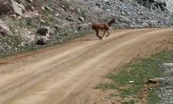 Kayalıklardan süzülen zarafet kameralarda