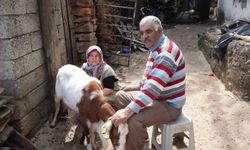 Keçileriyle ömür geçirdiler, şikayetle yıkıldılar: 'Uykularımız kaçtı'