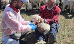 Kemah'ta küçükbaş hayvanlar aşılanarak küpeleniyor
