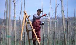 Kestel'de bahar mesaisi